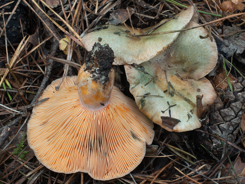 Lactarius semisanguifluus